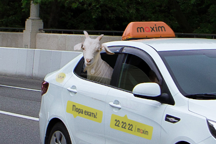 На такси ездят шиншиллы, кролики и козы